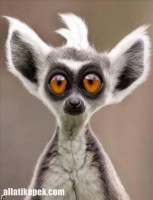 /album/fenykepgaleria/a15-jpg/